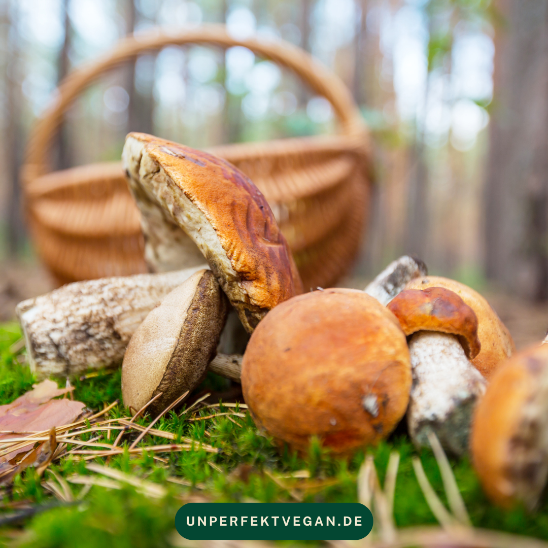 Pilze im Herbst sammeln