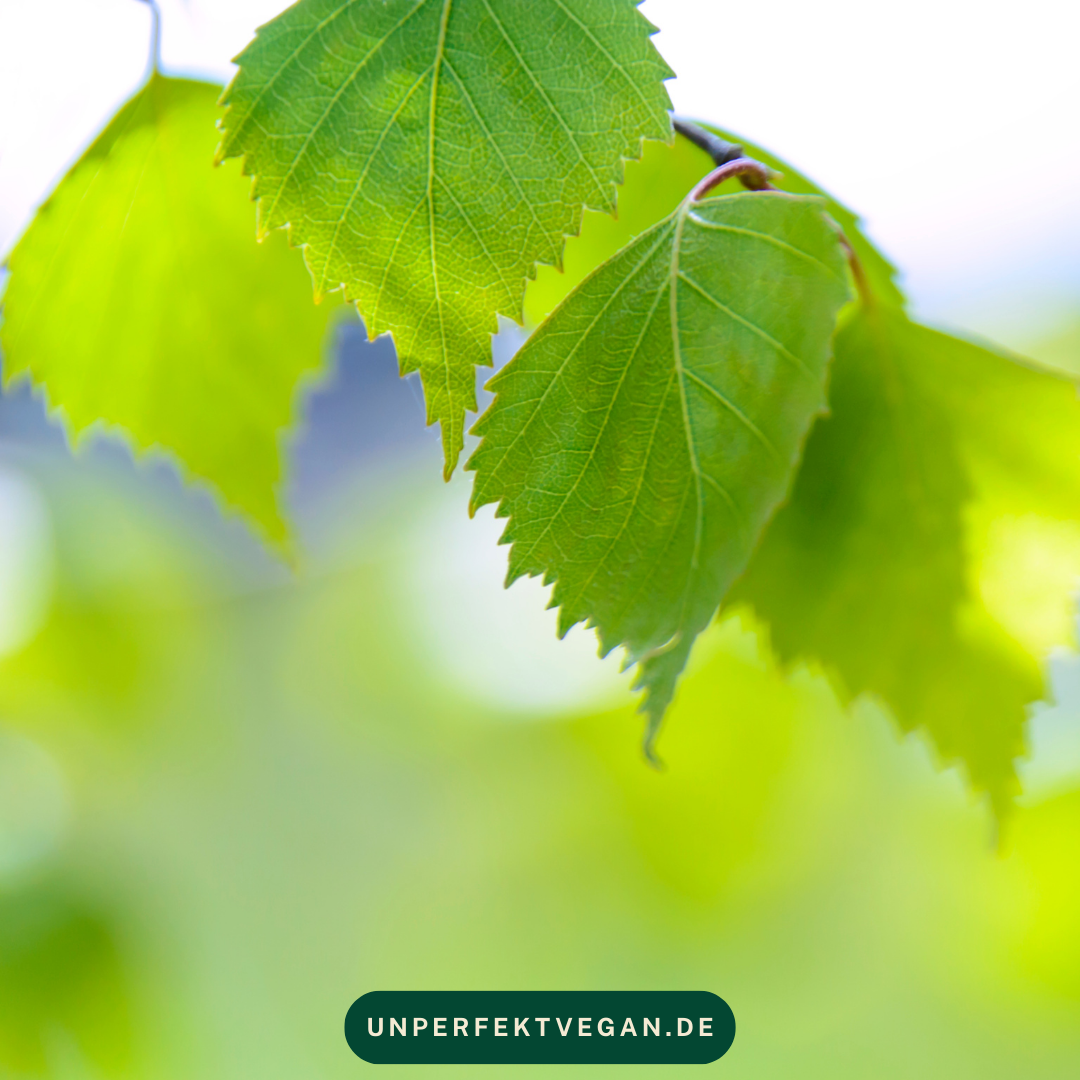Warum „Bio-Fleisch“ für mich keine Lösung ist